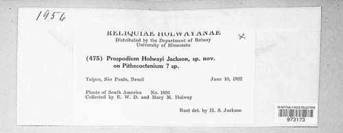 Prospodium holwayi image